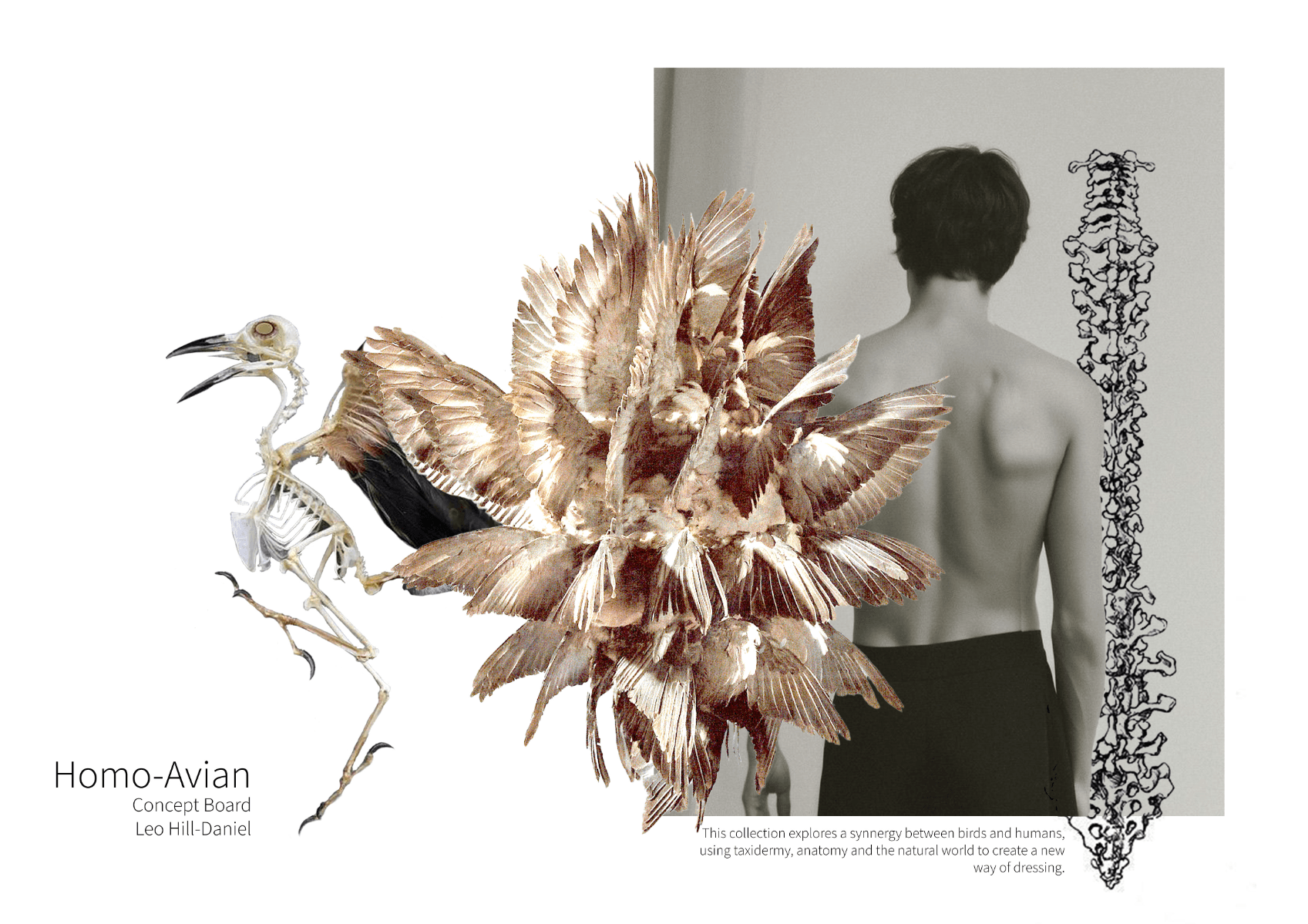 Homo-Avian final collection, portfolio item 1