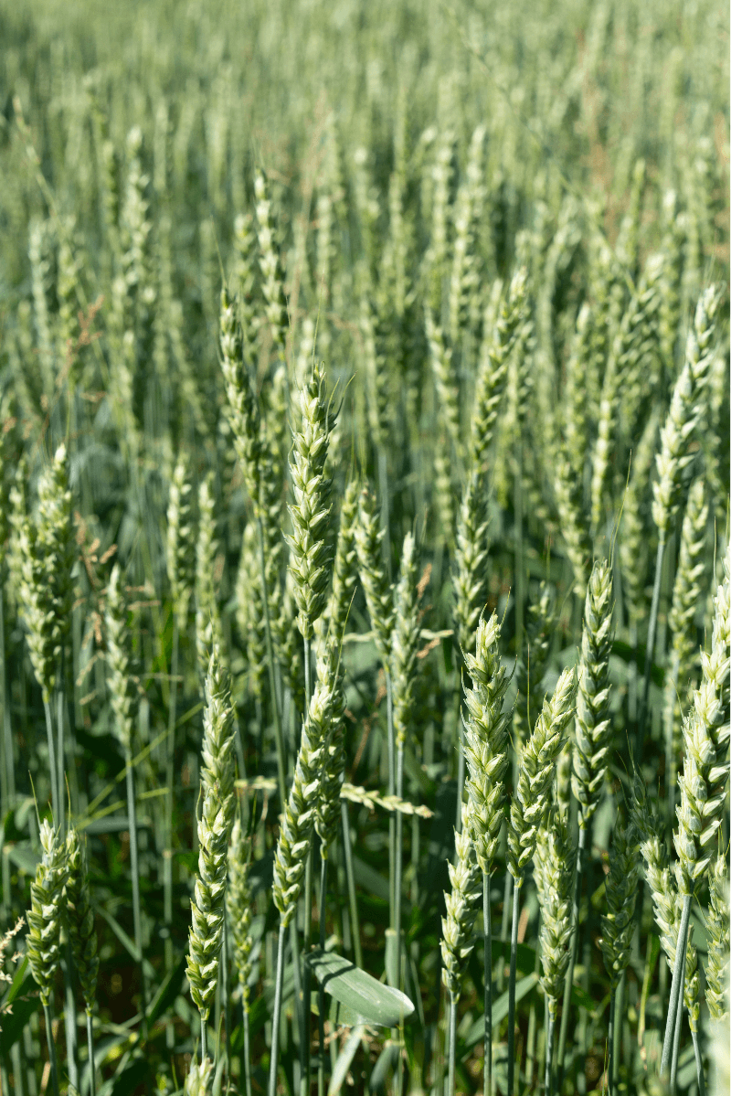 Cultivated Objects., portfolio item 7
