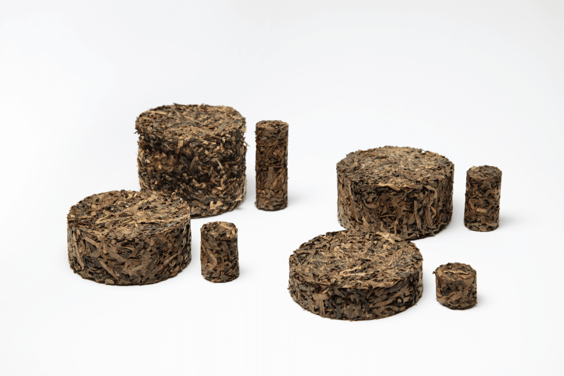 Zostera marina, portfolio item 5