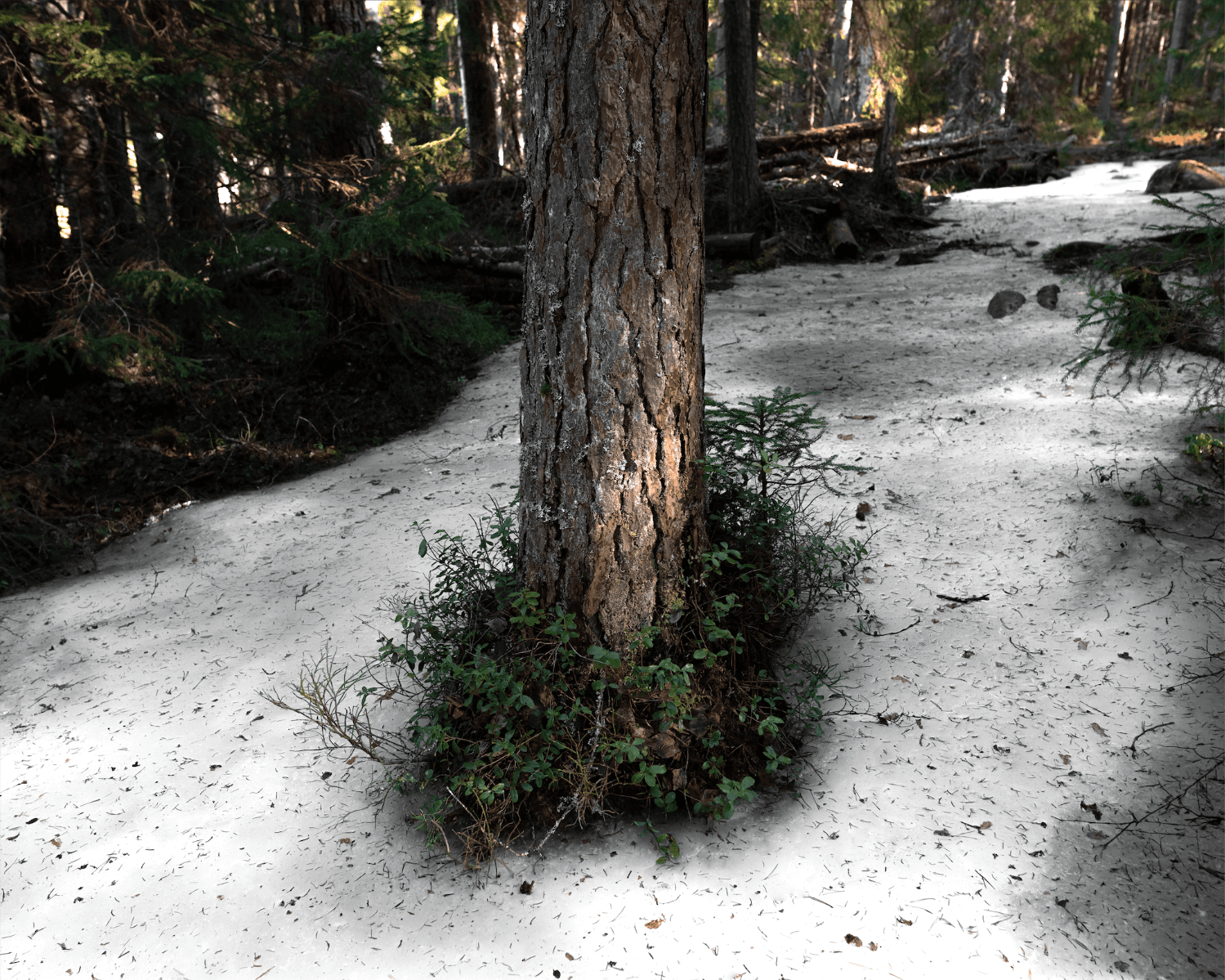I Placed My Hand on The Bark of an Ancient Mother, portfolio item 6