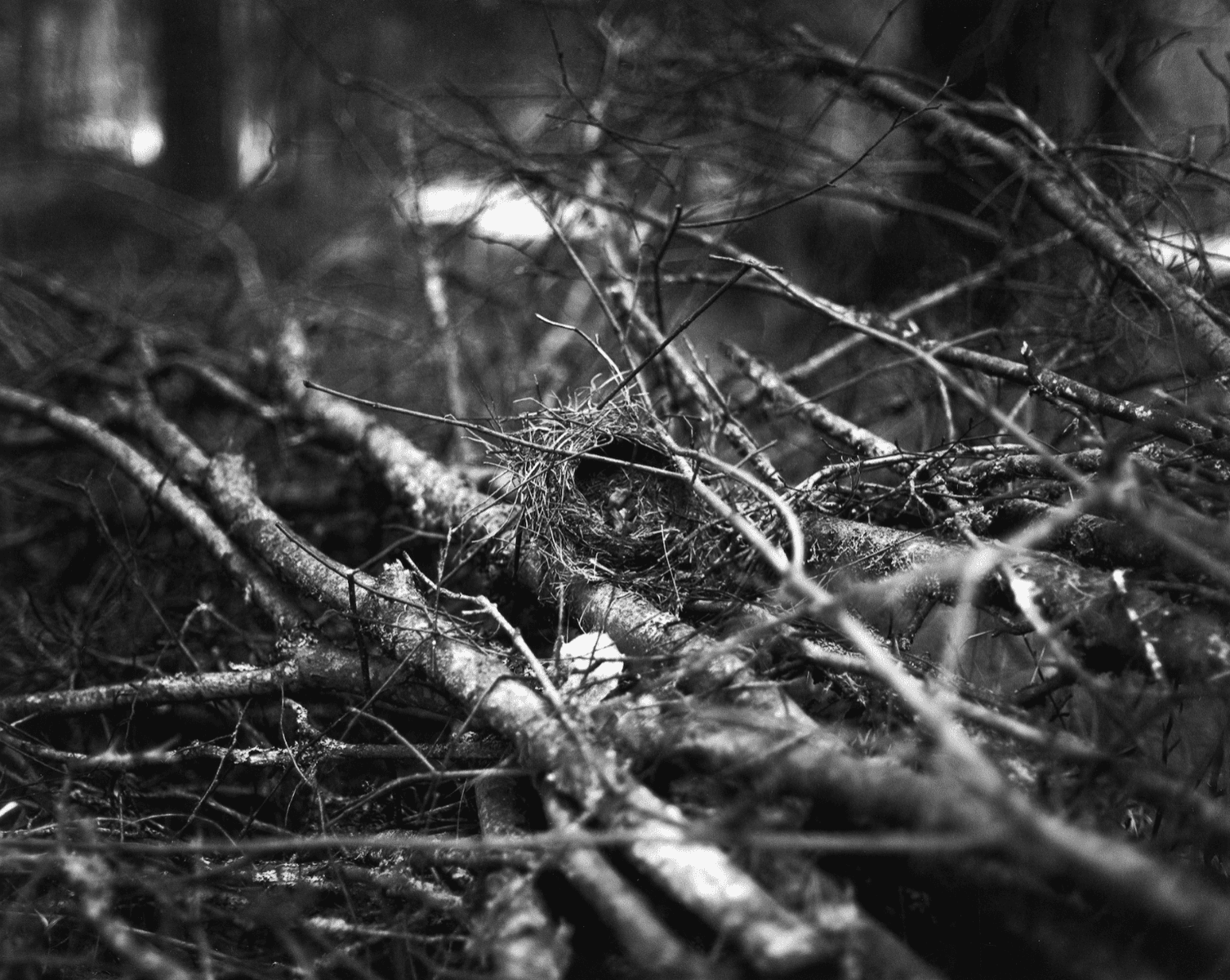 I Placed My Hand on The Bark of an Ancient Mother, portfolio item 4