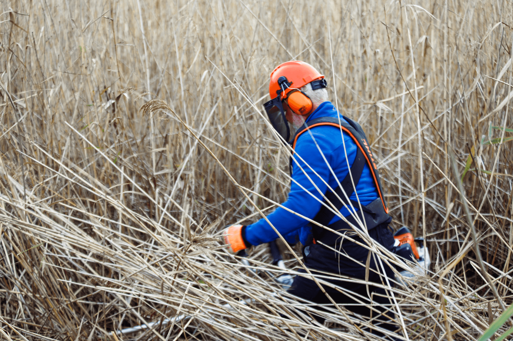 The Reed Cycle community, portfolio item 6