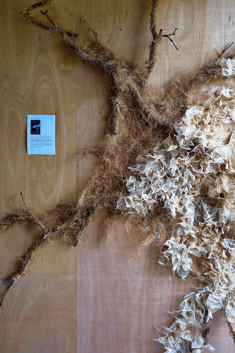 The healing roots, portfolio item 7