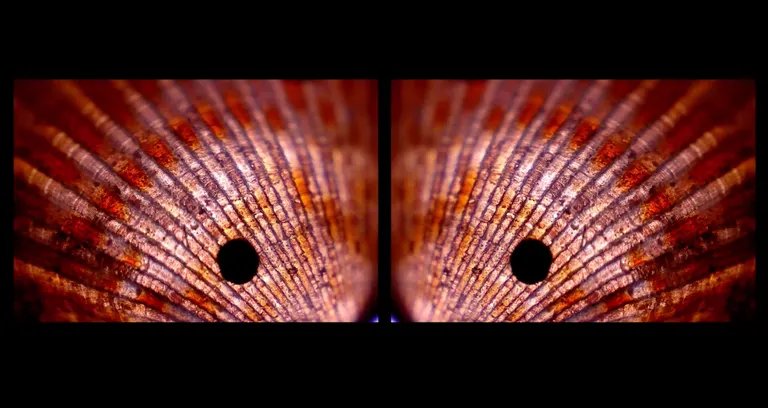 A Window into the Micro World, portfolio item 4