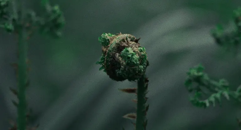 Interbeing, portfolio item 3