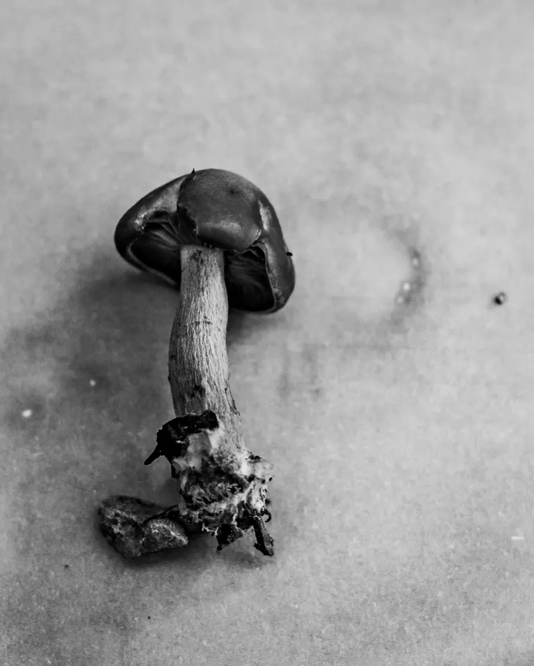 Touched by Mycelium, portfolio item 6