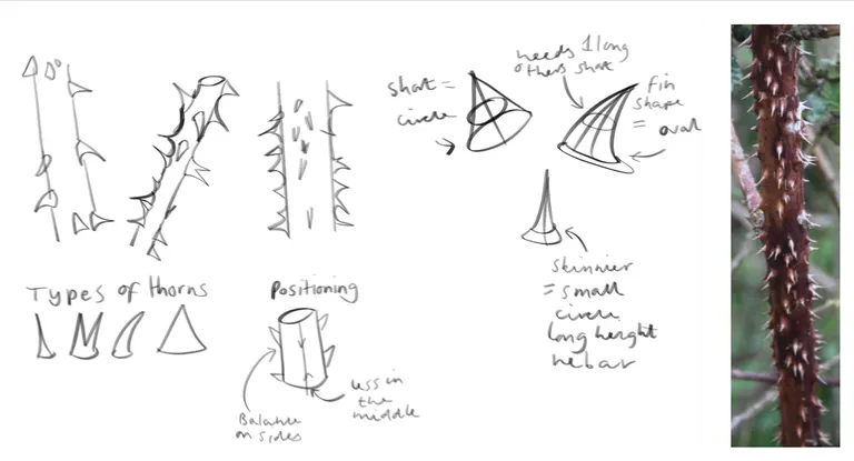 Mount, bramble, evanescent, portfolio item 12
